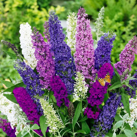 Davidii Mix, Buddleja - Packet image number null